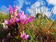 34 Gentianella anisodonta (Genzianella anisodonta)